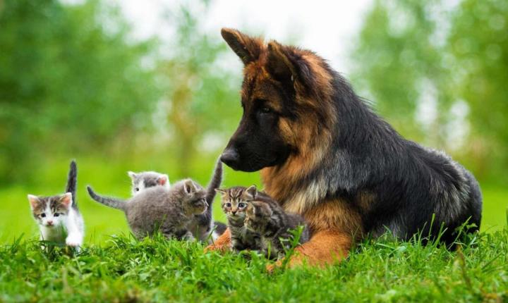 Elevage de chiens Nonville