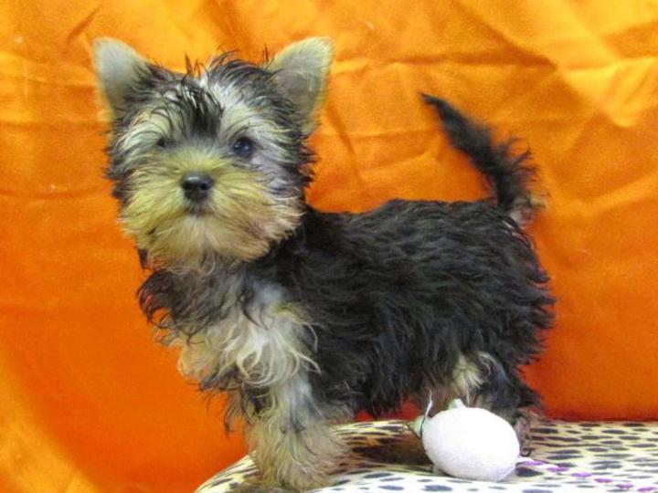 Pension canine Nonville