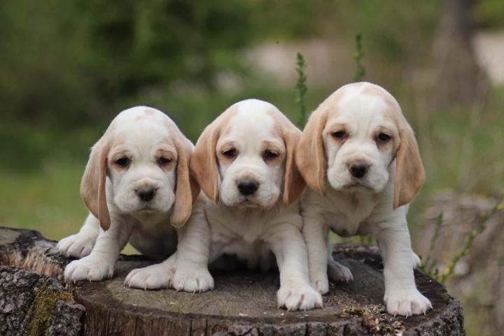 Elevage de chiens Nonville