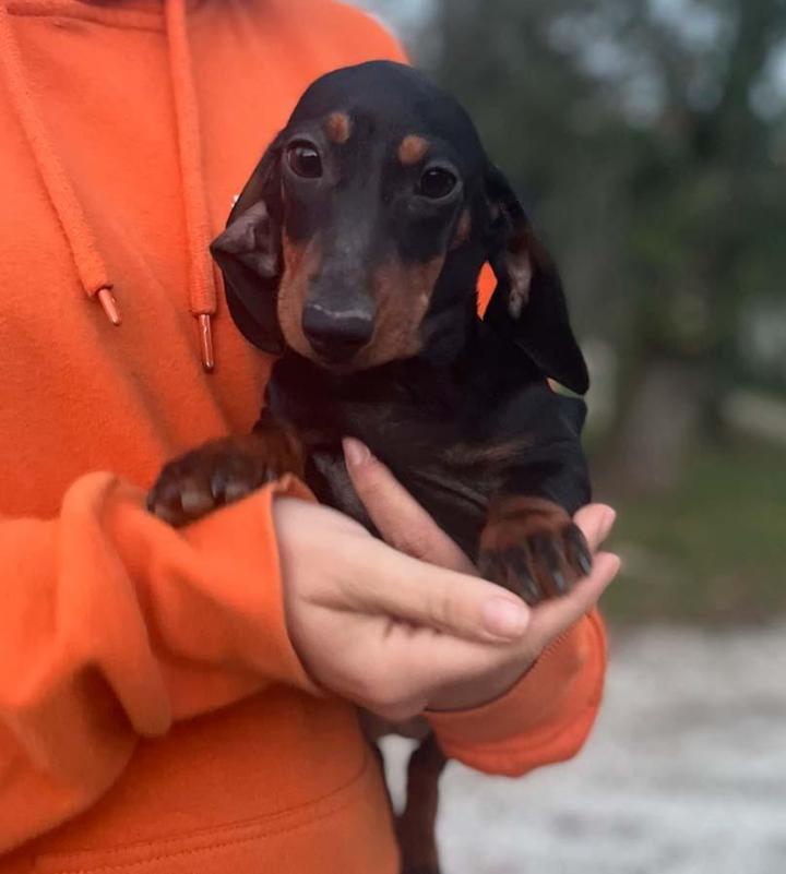 Elevage de chiens Nonville