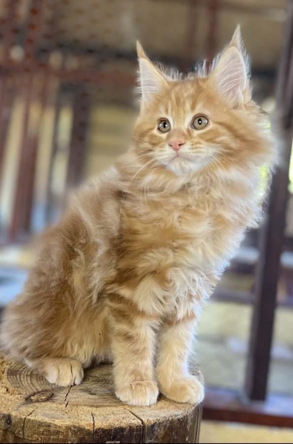 Elevage de chats Nonville