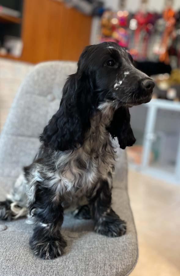 Elevage de chiens Nonville