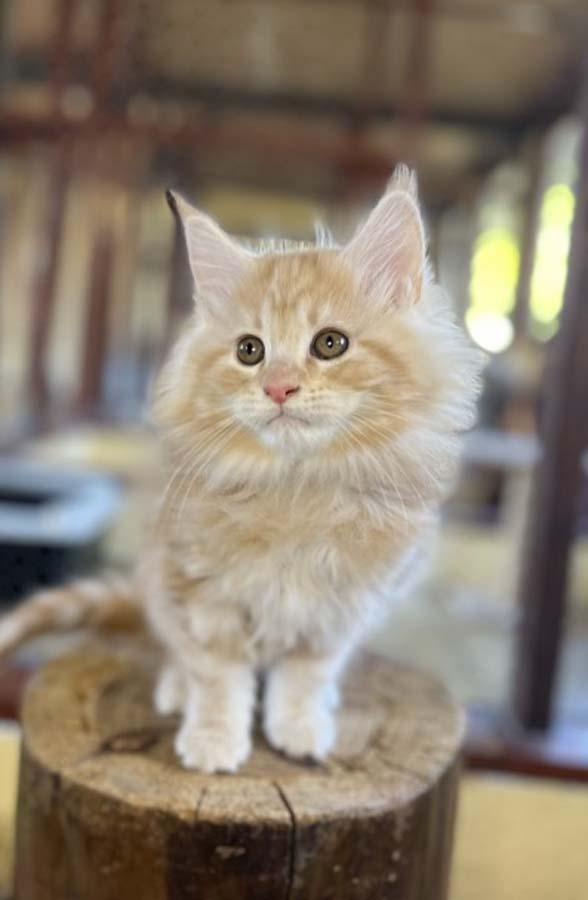 Elevage de chats Nonville