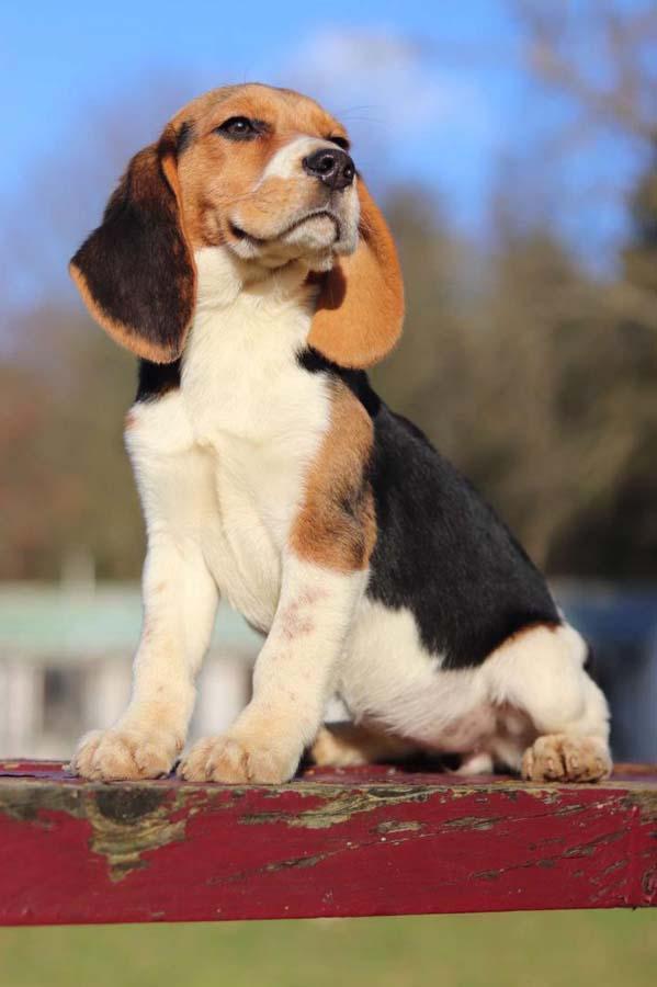 Elevage de chiens Nonville