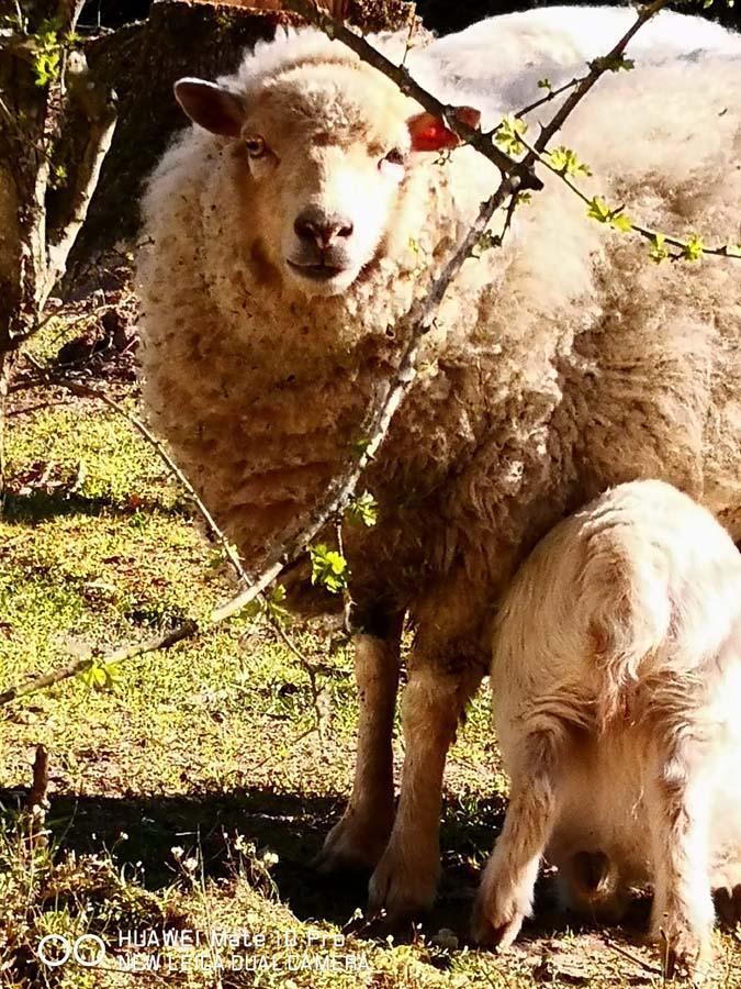 Garderie rongeurs Nonville