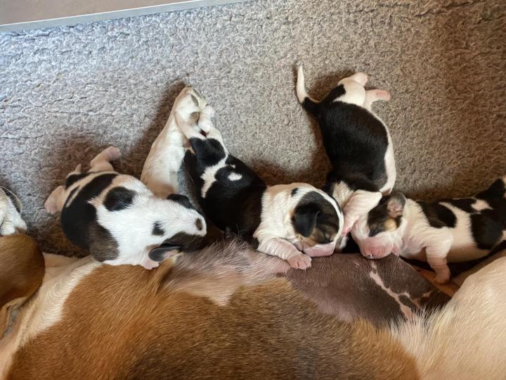 Elevage de chiens de race Nonville