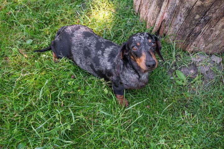 Pension canine Nonville