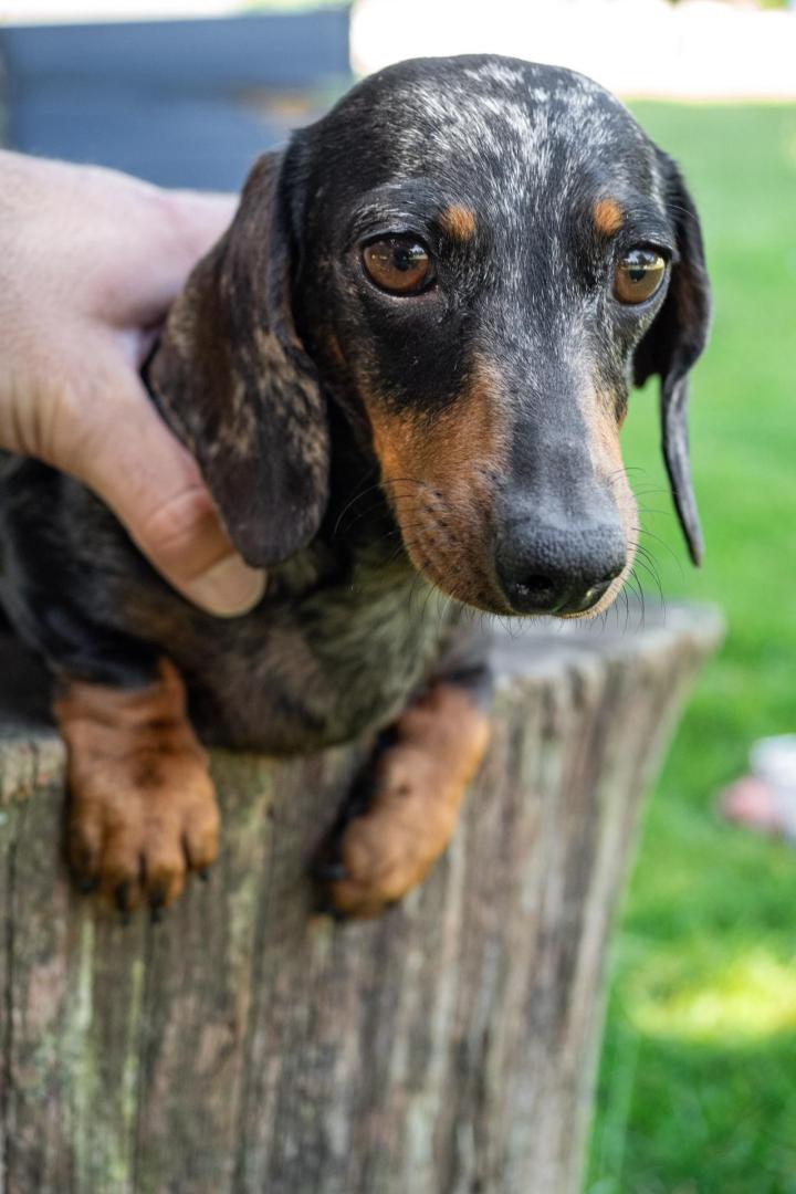 Une équipe passionnée au service de votre chien