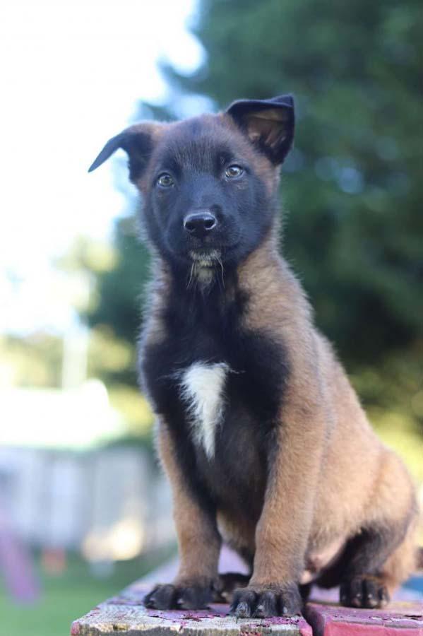 Elevage de chiens de race Nonville