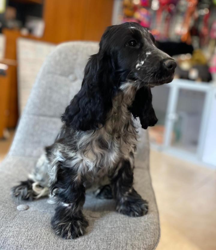 Pension canine Nonville