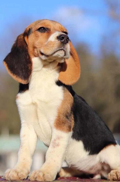 Elevage de chiens Nonville