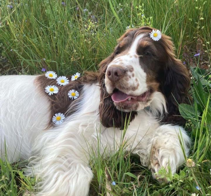 Pension canine Nonville