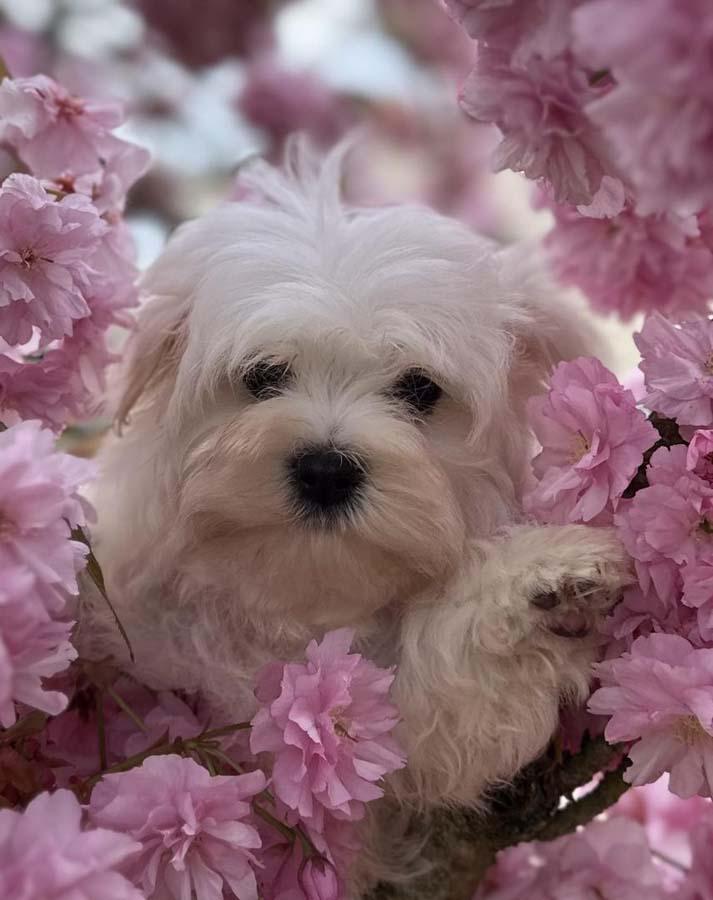 Elevage de chiens Nonville