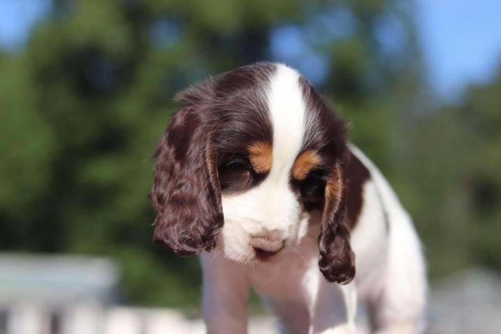 Pension canine Nonville