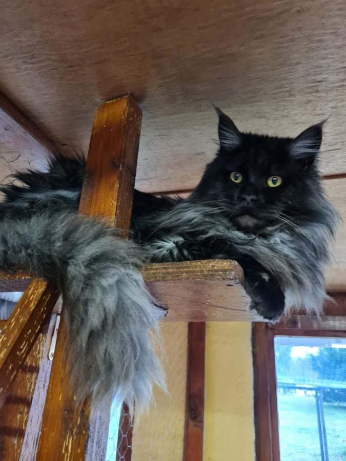 Pension canine Nonville