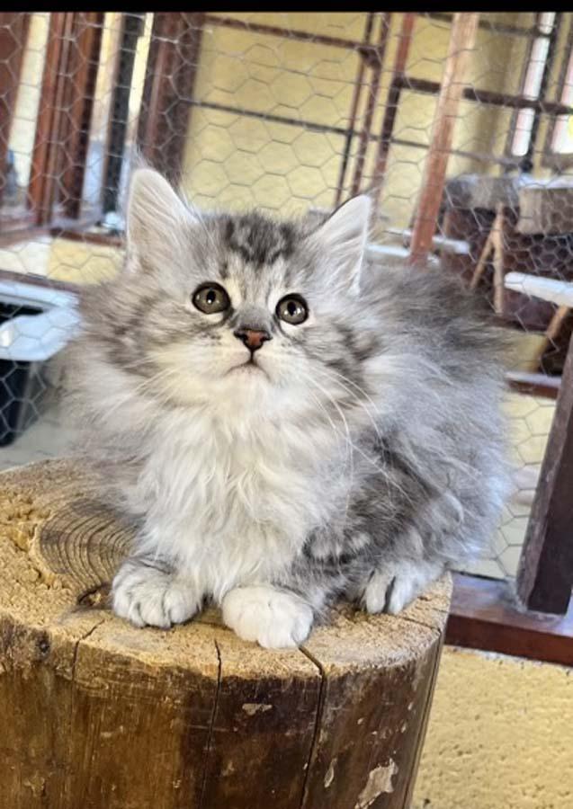 Service de pension féline Nonville