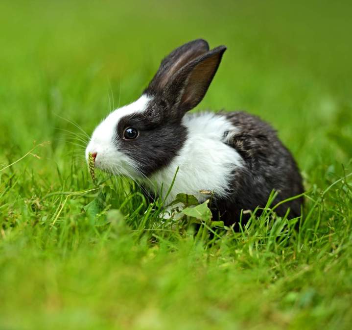 Les avantages d'une pension dédiée aux petits compagnons à fourrure, Nonville